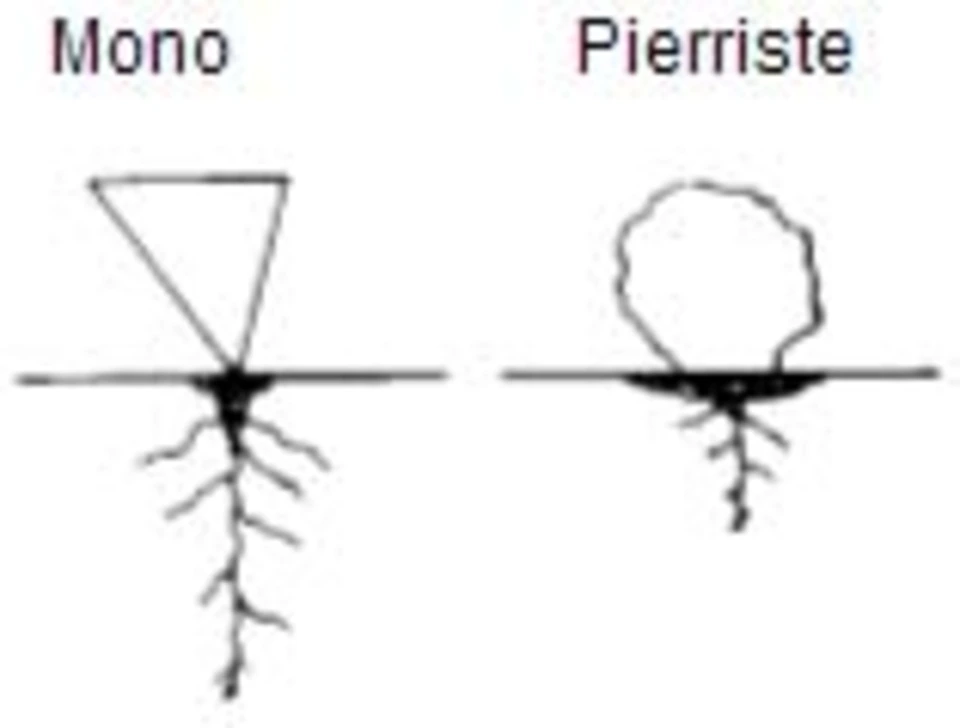 Particules de Pierriste